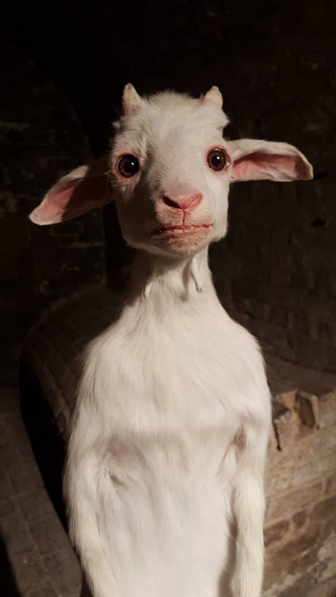 billy the goat adele morse.jpg