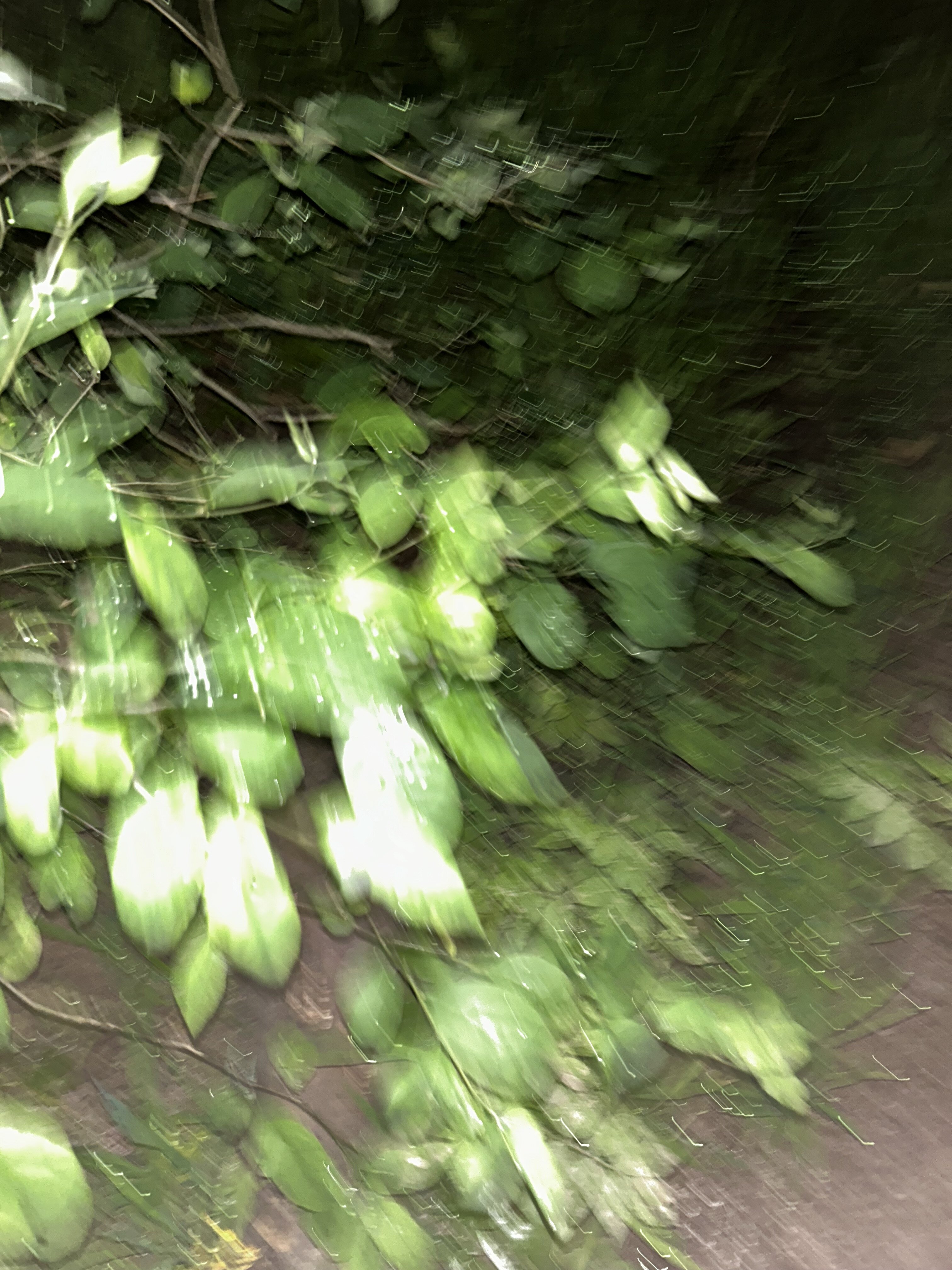 IMG_2309.jpeg