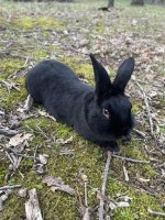 bunny-enjoying-the-weather-outside-v0-v40uuholfise1.jpeg
