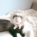 ferret gif 2.gif