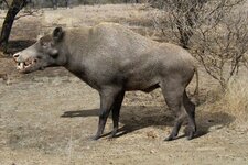 Daeodon+(1)-2943389474~3.jpg