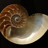 Fibonacci