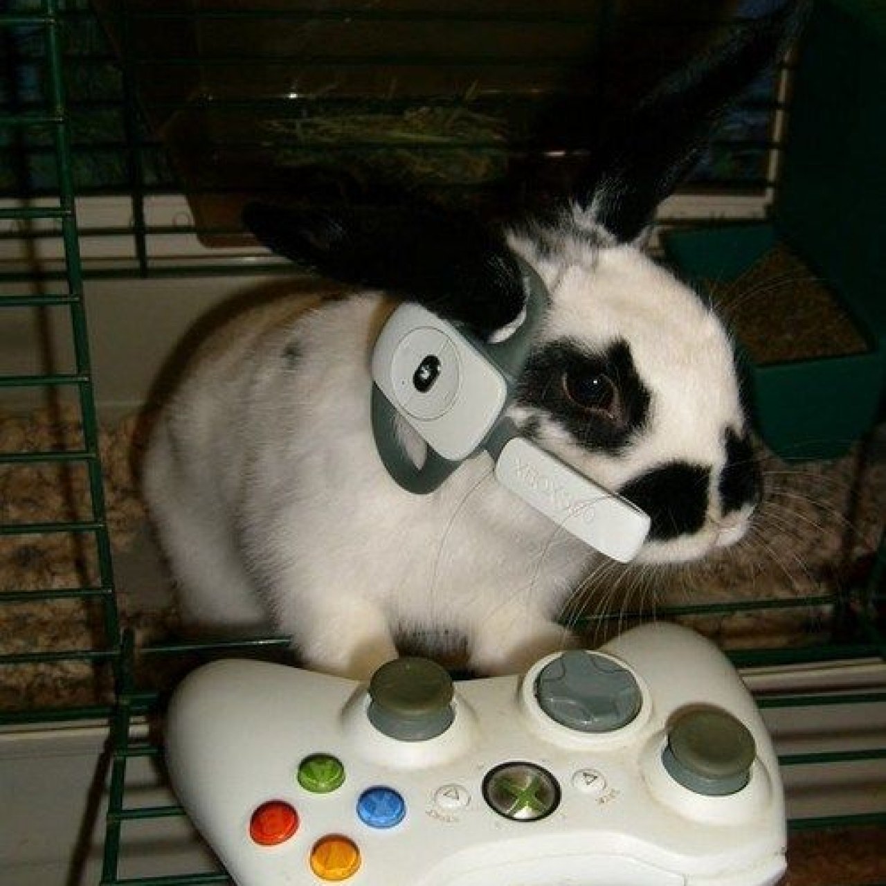 Gemmy Rabbits Thread